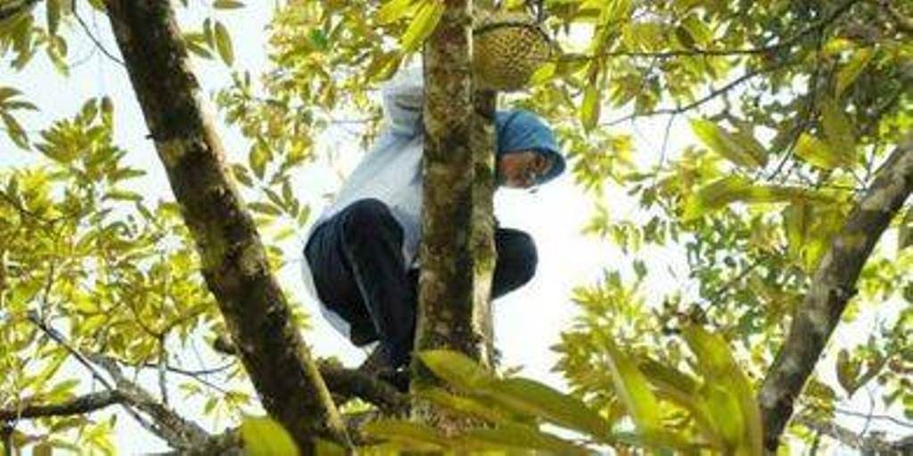 Foto Bupati Lebak Panjat Pohon Durian Viral, Ternyata Ada Cerita Unik Dibaliknya