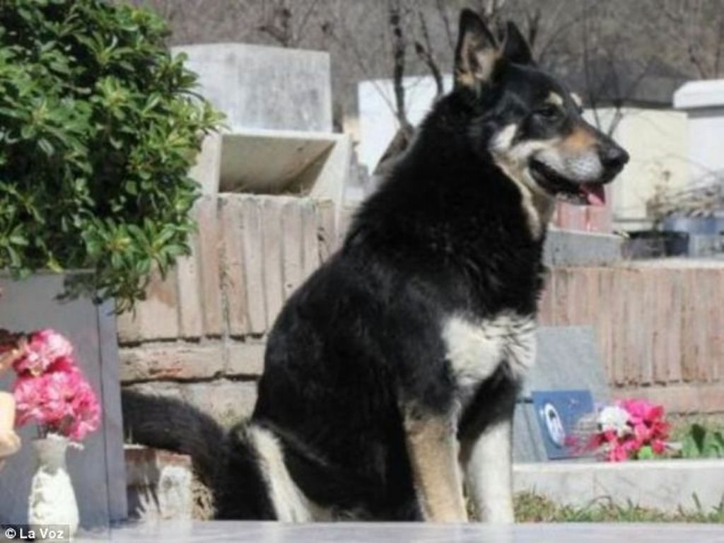 Mati Setelah 11 Tahun Tinggal di Makam Majikannya, Kisah Anjing Setia Ini Mengharukan