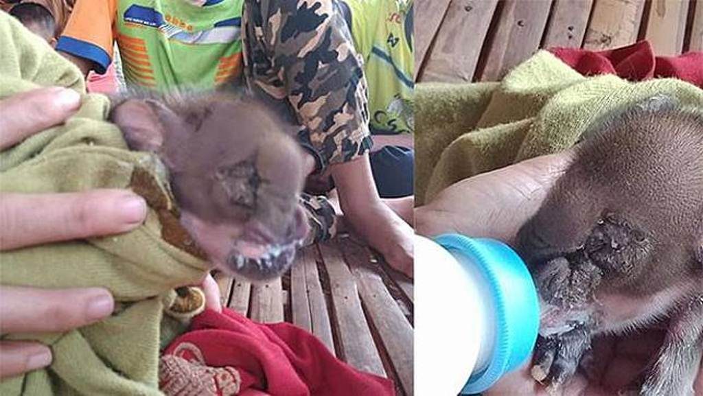 Gegerkan Warga, Bayi Babi ini Lahir dengan Kondisi Langka, Wajahnya Mirip Gajah