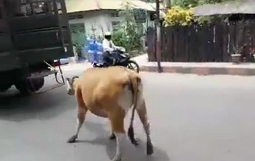 Viral, Satpol PP Bulukumba Seret Sapi dengan Truk hingga Terkapar