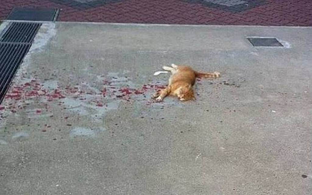 Dilihat Dari Jauh, Kondisi Kucing ini Sungguh Memprihatinkan, Setelah Didekati Ternyata