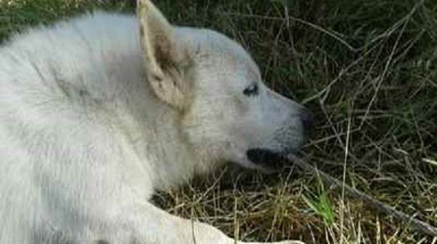 Demi Menyelamatkan Majikannya, Anjing ini Rela Mati Kesetrum, Kisahnya Viral!