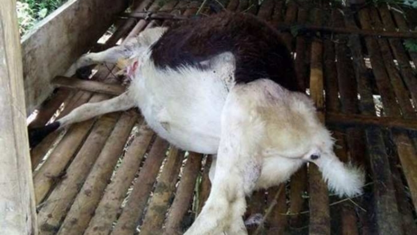 Gak Habis Pikir, 8 Pria di India Perkosa Seekor Kambing Hamil hingga Mati