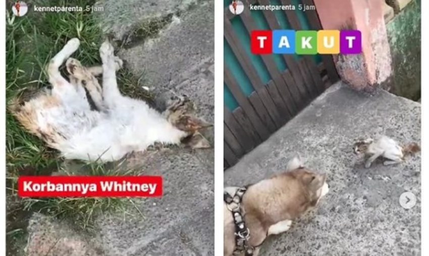 Biadab! Pria ini Adu Anjingnya dengan Kucing Jalanan yang Sakit Hingga Mati