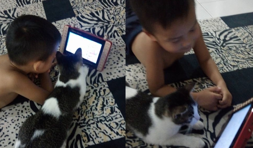 Ajak Kucing Nonton di Layar Gadget, Ending yang Didapat Bocah ini Bikin Nyesek