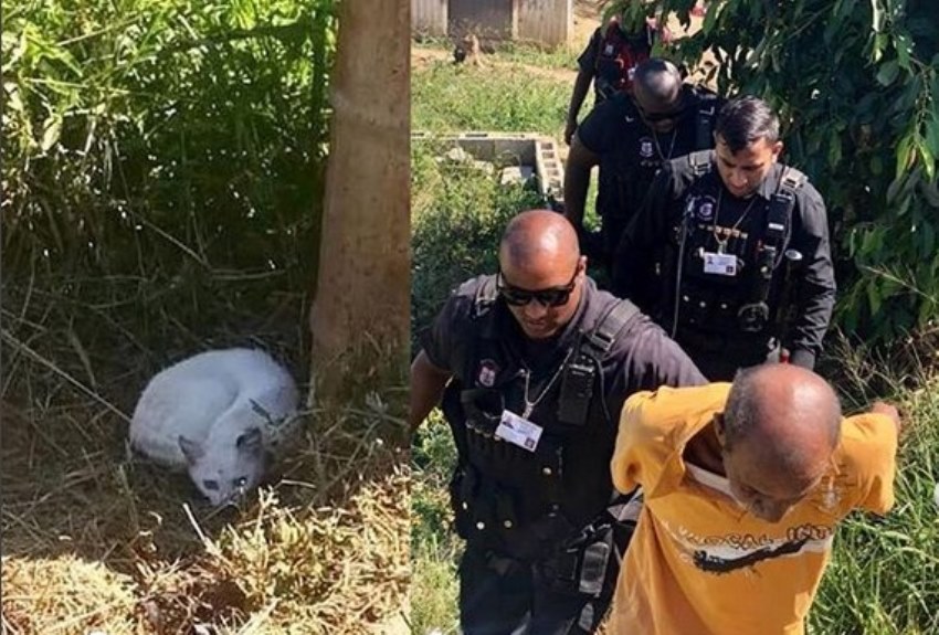 Kepergok Perkosa Seekor Kucing, Seeorang Pria di Afrika Selatan Ditangkap Petugas