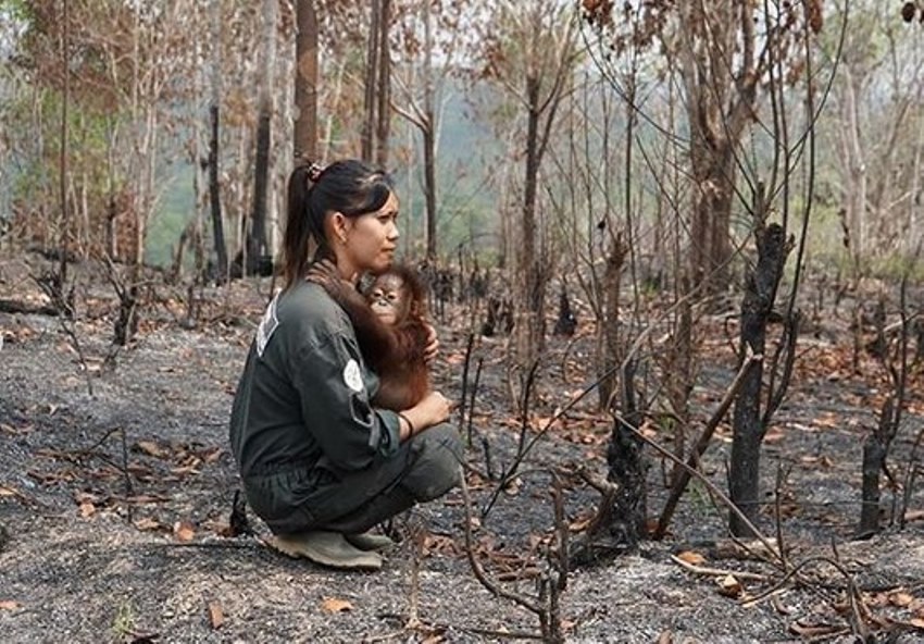 Menyentuh Hati, Potret Memilukan Orang Utan Peluk Seorang Wanita ini Banjir Air Mata