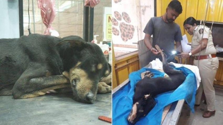 Biadab, Empat Pria di India Perkosa Seekor Anjing Jantan hingga Pendarahan dan Potong Kelaminnya