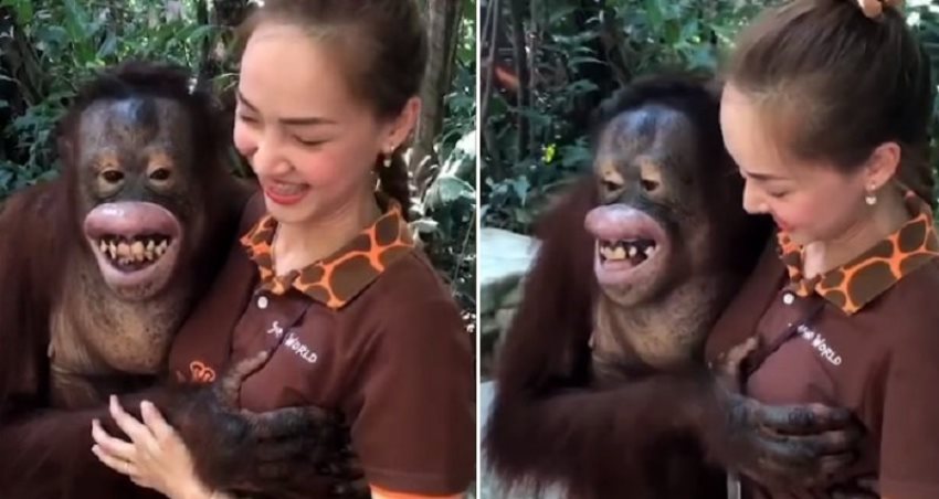 Sambil Cengar-Cengir, Ning-Ning si Orangutan Remas Payudara Seorang Wanita