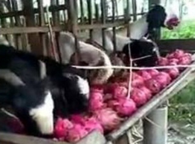 Viral Kambing-Kambing Belepotan Makan Buah Naga, Warganet: Wedus Zaman Now