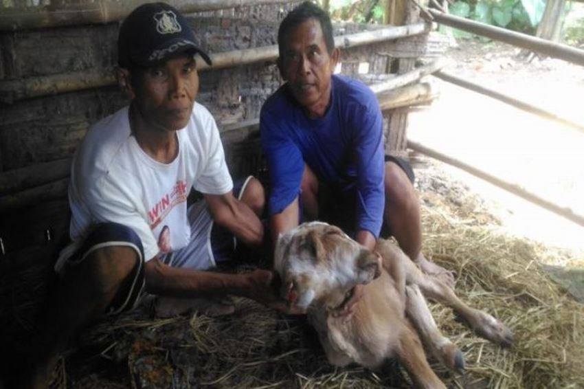 Berkepala Dua dan Miliki 3 Telinga, Anak Sapi di Boyolali ini Hebohkan Warga