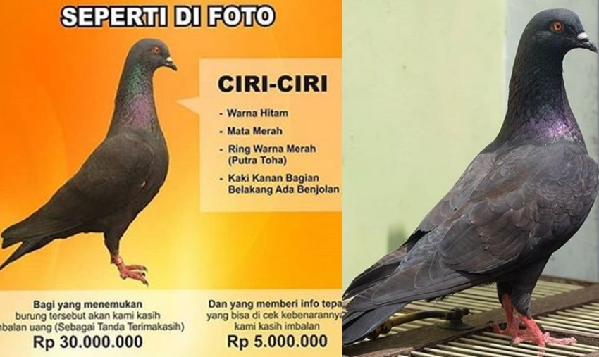 Viral Sayembara Merpati Hilang Berhadiah Rp 30 Juta, Sang Burung Ditemukan Orang Tegal