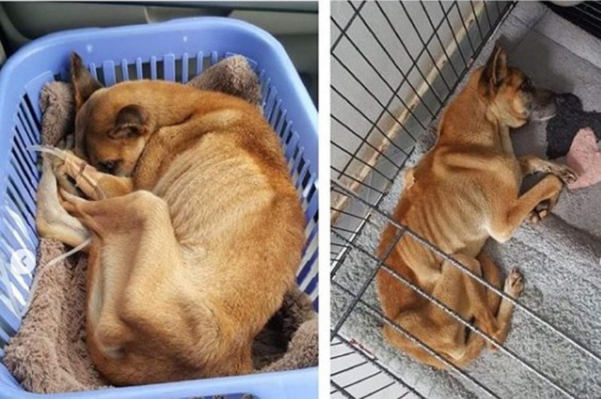 Jaga Jasad Pemiliknya Selama 3 Bulan, Kisah Anjing Bernama Popo ini Mengharukan