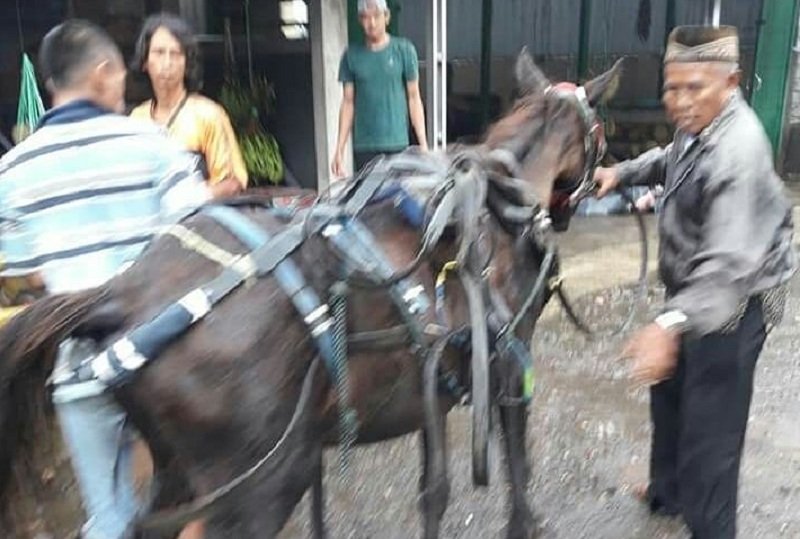 Viral, Kisah Tragis Kuda Mati saat Menarik Delman di Pinggir Jalan