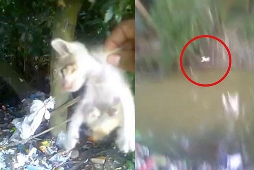 Lempar Anak Kucing ke Tumpukan Sampah hingga Sungai, Aksi Pria ini Buat Netter Murka