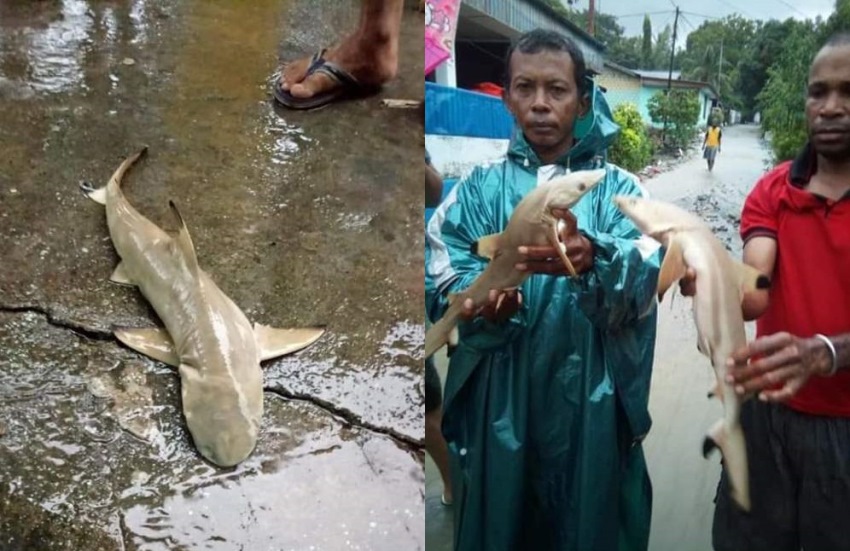 Warga Heboh Muncul Ikan Hiu dari Gunung di Sentani Usai Banjir Bandang