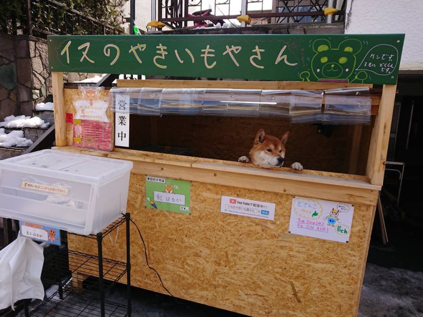 Bukan Manusia, Warung Kentang di Jepang ini Dijaga Seekor Anjing