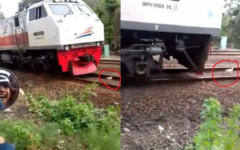 Viral Ayam Lari Terbirit-birit Dikejar Kereta, Netizen: Kayak di Sinetron