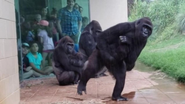 Tingkah Lucu Gorila Menghindari Hujan Kontras dengan Wajahnya yang Sangar