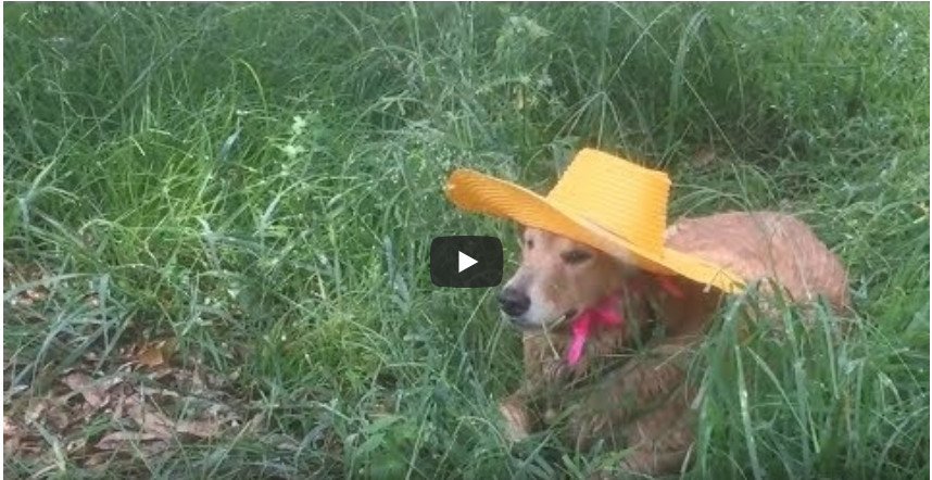 Berkenalan dengan Jubjib, Anjing Lucu dan Menggemaskan Penjaga Kebun Durian di Thailand