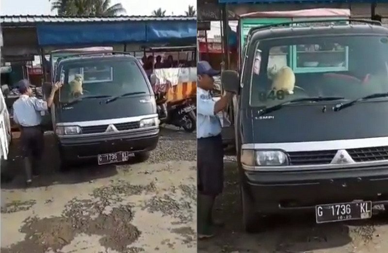 Viral Kucing Oranye Bikin Heboh saat Terjebak Dalam Mobil