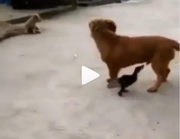 Viral Aksi Bebek Gigit Anunya Anjing, Netizen: RIP si Otong