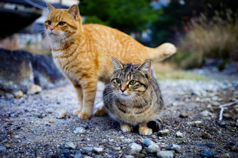 Viral Pria Makan Kucing Hidup-Hidup