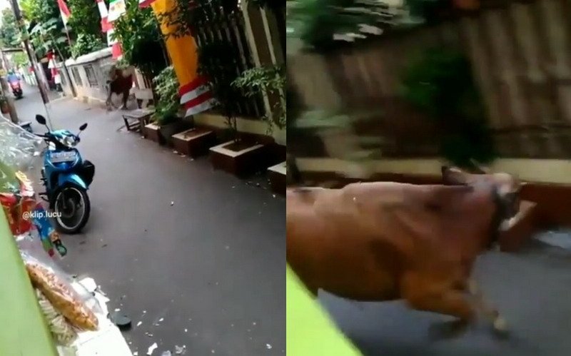 Viral Sapi Ngamuk Rusak Motor, Suara Manja Warga Bikin Salfok Netizen