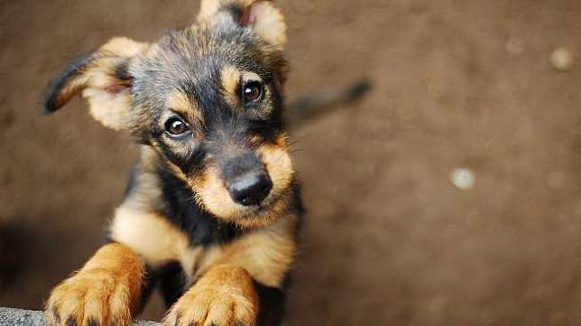 Viral Gadis Muda Masukkan Anjing ke Mesin Cuci