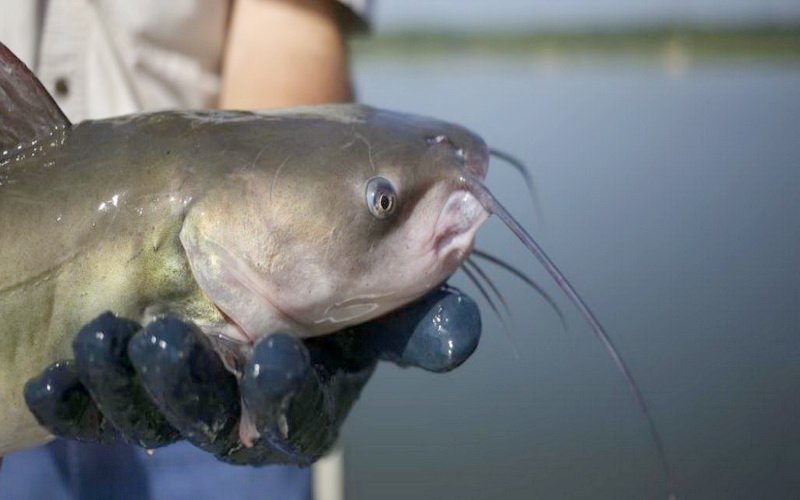 Viral Balita Tangkap Ikan Raksasa Pakai Alat Pancing Mainan