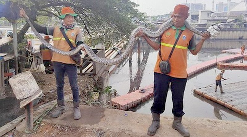 Viral Penemuan Ular Sanca Sepanjang 3,5 Meter di Kalideres