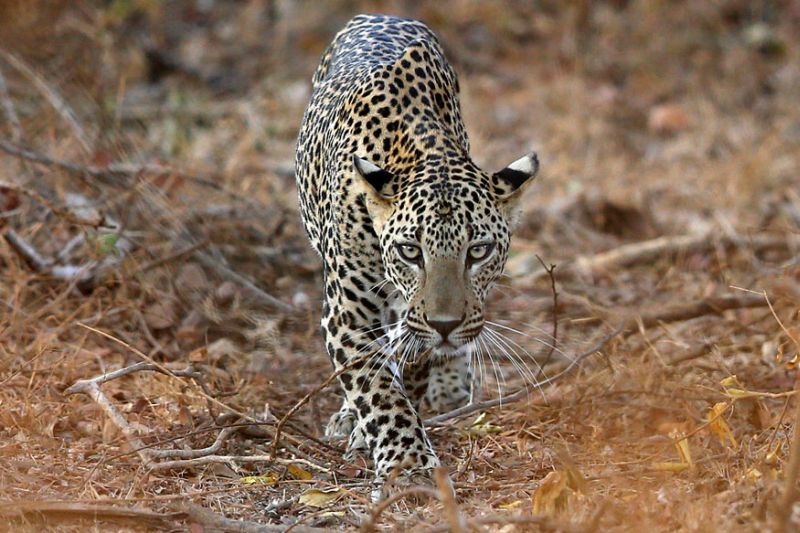 Viral, Bisakah Kamu Temukan Leopard di Foto Ini?