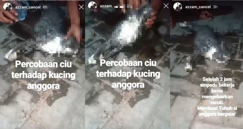 Viral Kucing Mati Diduga Dikasih Ciu, Ini Klarifikasinya