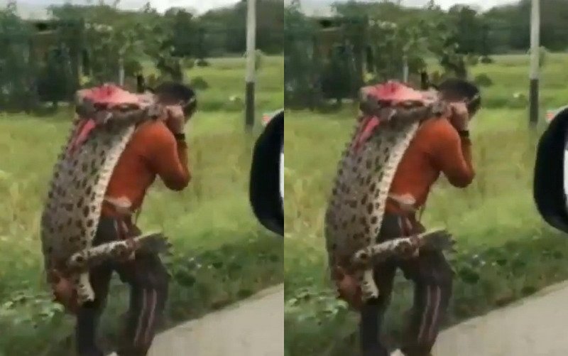 Viral Video Warga Gotong "Buaya Buntung"