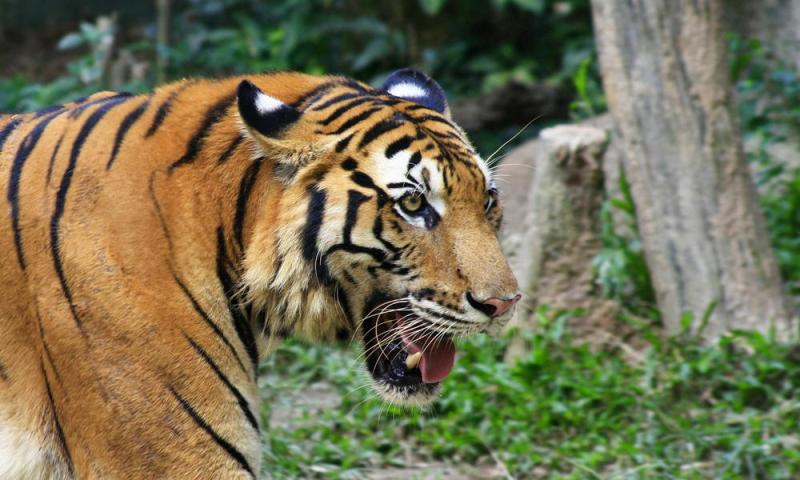 Viral Harimau Muncul di Kebun Teh