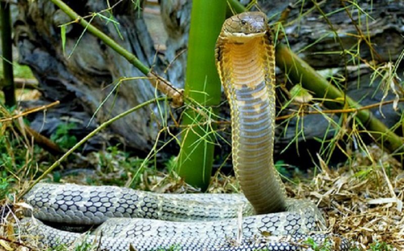 Warga Kembangan Dihebohkan Kemunculan Ular Kobra di Permukiman