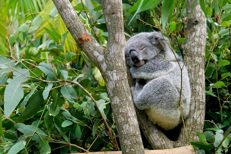 Kenali Hewan Koala yang Viral Akibat Kebakaran Hutan Australia