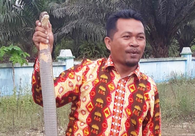 Heboh Sekdes di Kalteng Jinakkan Ular King Kobra yang Masuk ke Kantor Desa