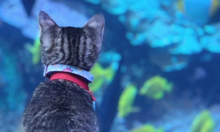 Tingkah Lucu Kucing dan Anjing Tur di Aquarium yang Tutup!