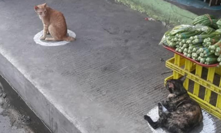 Viral Potret Kucing Liar yang Lakukan Social Distancing di Pasar