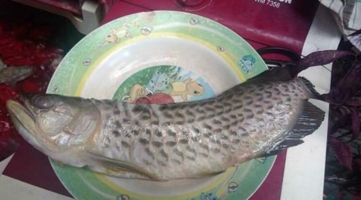 Viral! Ikan Arwana Jutaan Rupiah Jadi Menu Santapan Sultan