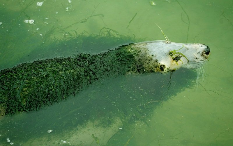 Viral Anjing Laut Terbungkus Lumut, Kebun Binatang Ini Terancam Ditutup