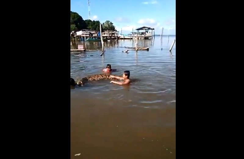 Tak Ada Takut, Video Bocah-bocah Asyik Bermain dengan Buaya di Sungai Jadi Viral