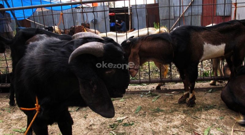 Jelang Idul Adha Viral Video Kambing Lecehkan Bocah, Kok Bisa