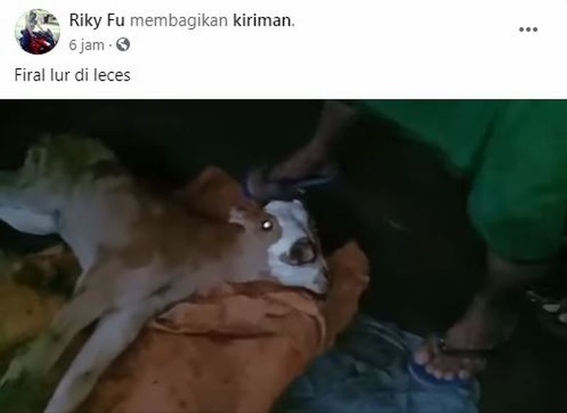 Viral! Sapi Berkepala Dua Lahir dengan Sehat, Mata 4 dan Mulut 2