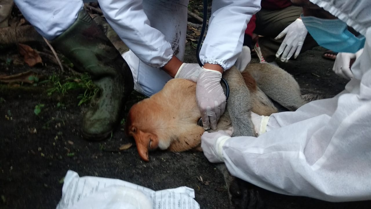 Kera Bekantan Kelaparan Masuk Permukiman, Bikin Heboh Warga