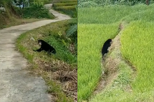 Viral Beruang Madu Melintas di Sawah Resahkan Warga