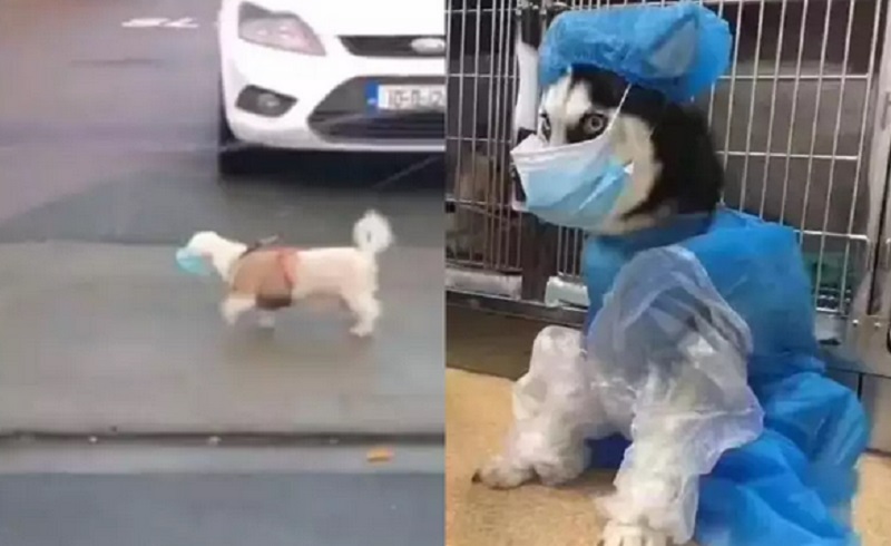 Viral, Seekor Anjing Berjalan Pakai Masker Bikin Gemas