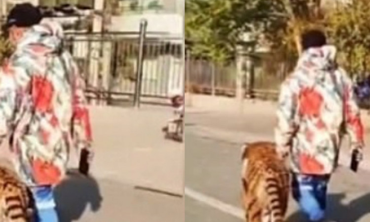 Bikin Heboh, Pria Ini Ajak Harimau Jalan-jalan