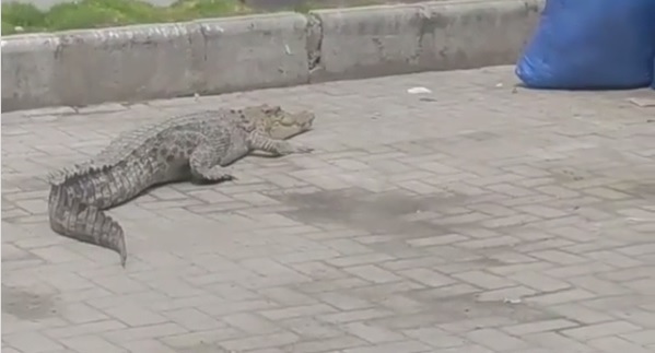 Heboh! Seekor Buaya Masuk ke Area Parkir Mal di Palu